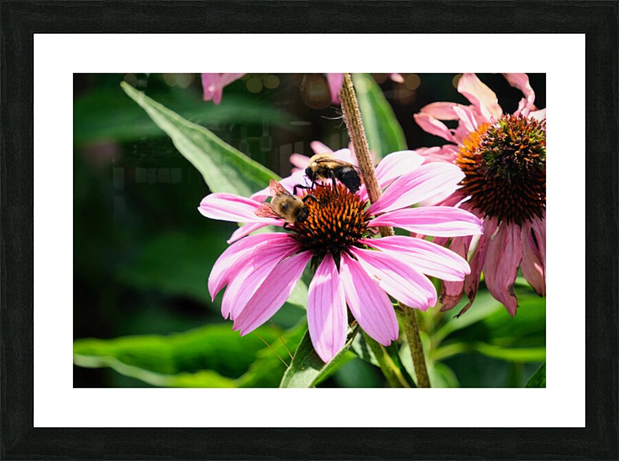 Duo at Dawn: Bees on the Coneflower’s Crown Impression et Cadre photo