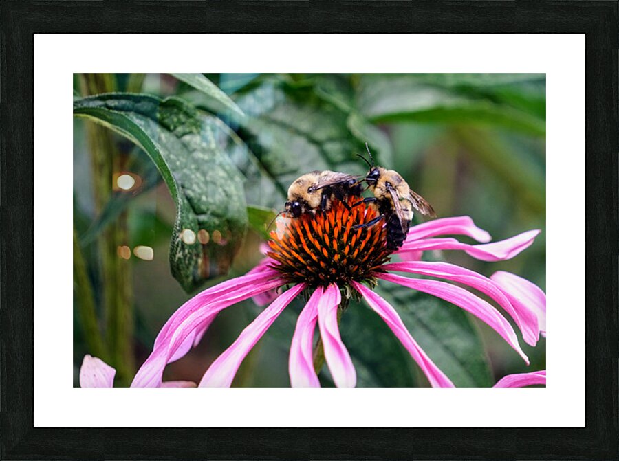 Dual Architects of Life on a Coneflower Stage Picture Frame print