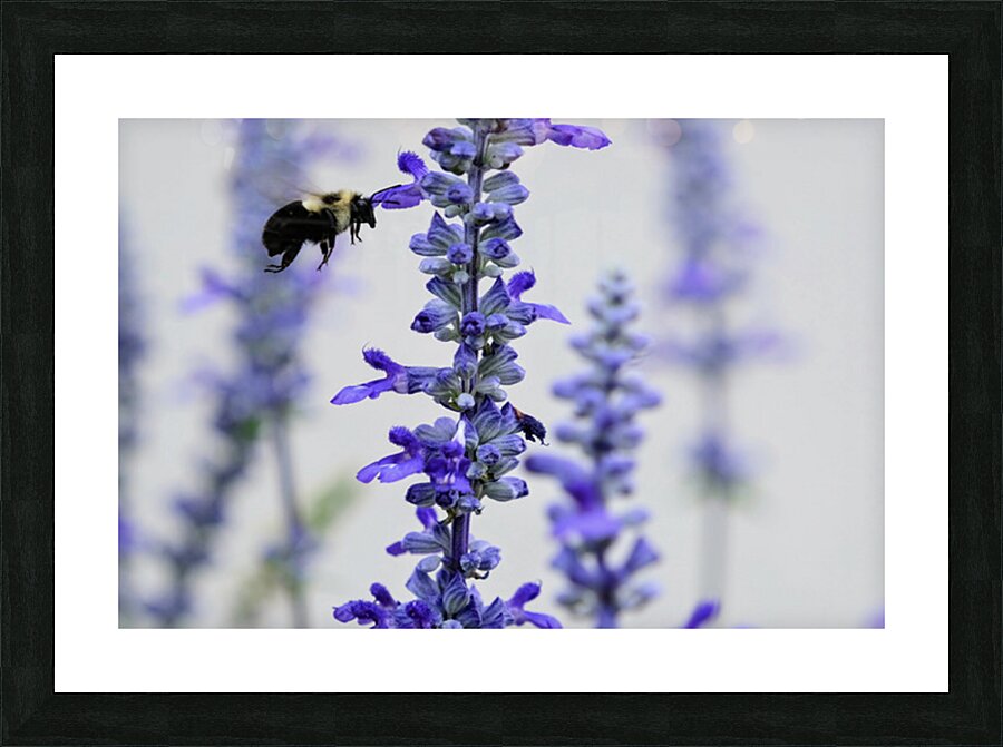 Salvia Bloom & the Pollinator Picture Frame print