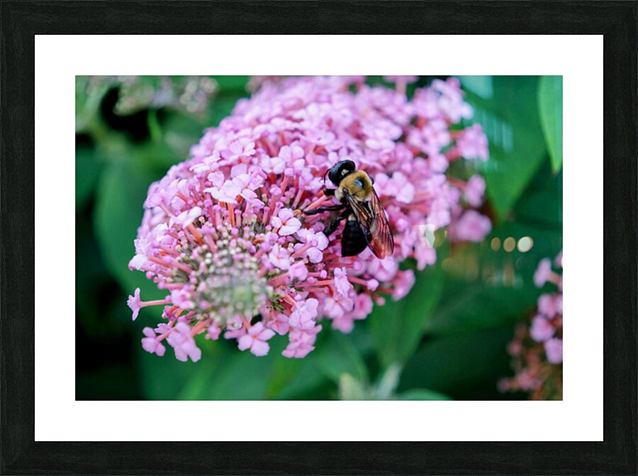 Bee Still on Butterfly Bush Impression et Cadre photo
