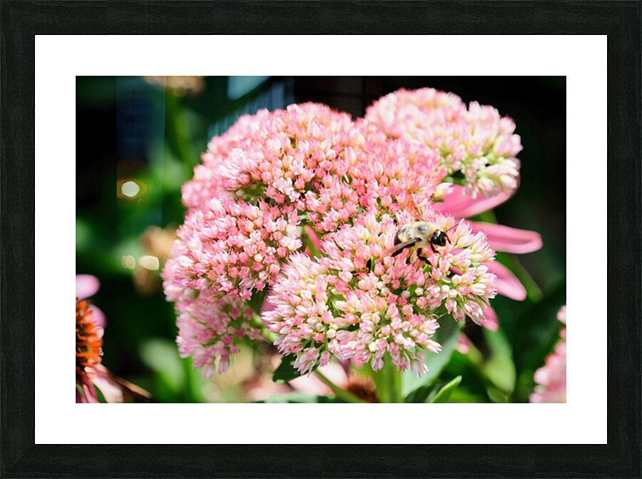  Sedum and the Messenger of Life Picture Frame print