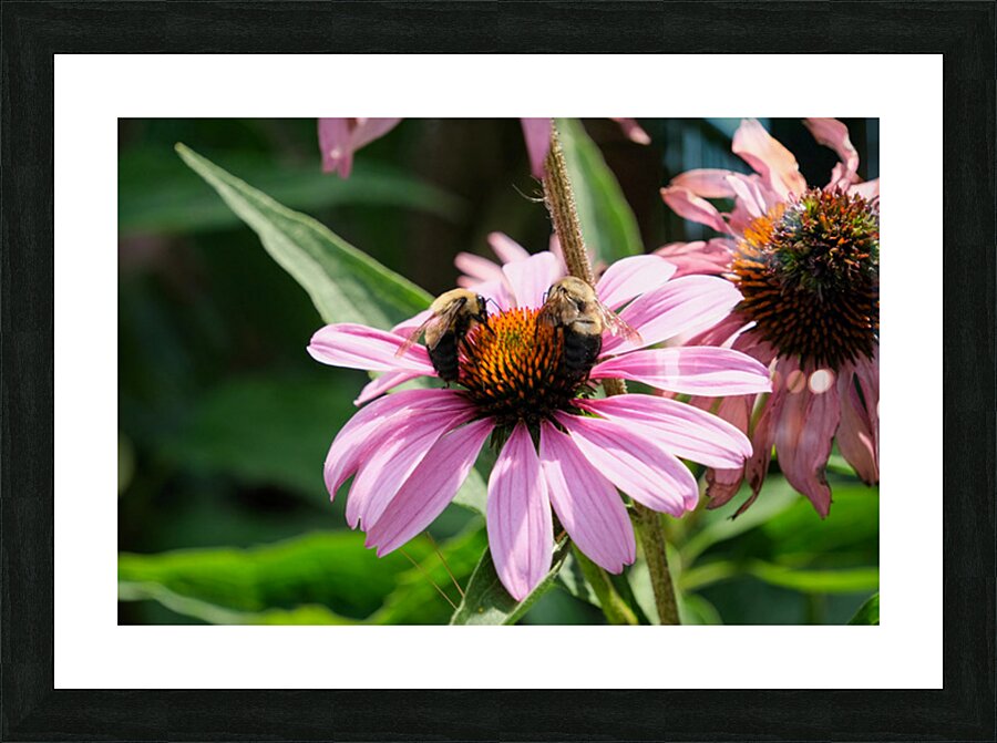 The Harmony of Pollination: Twin Bees on a Purple Coneflower Picture Frame print