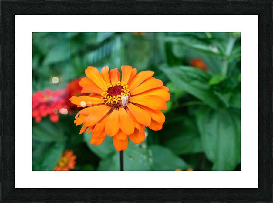 Orange You Royale King Zinnia Impression et Cadre photo