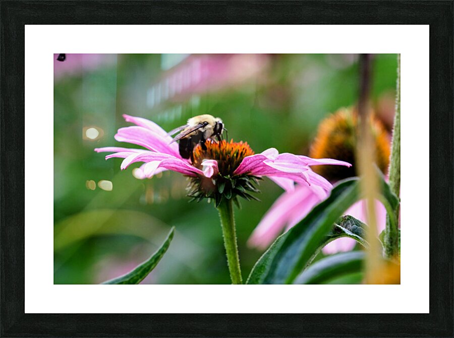 A Bumblebee’s Pause on Coneflower Impression et Cadre photo
