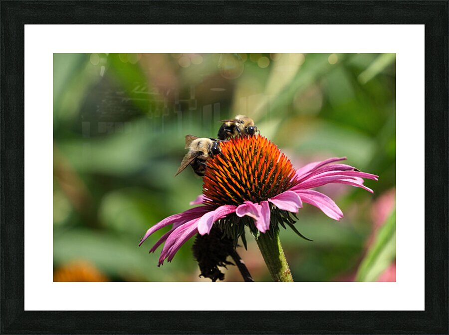 Harmony on a Purple Coneflower Picture Frame print
