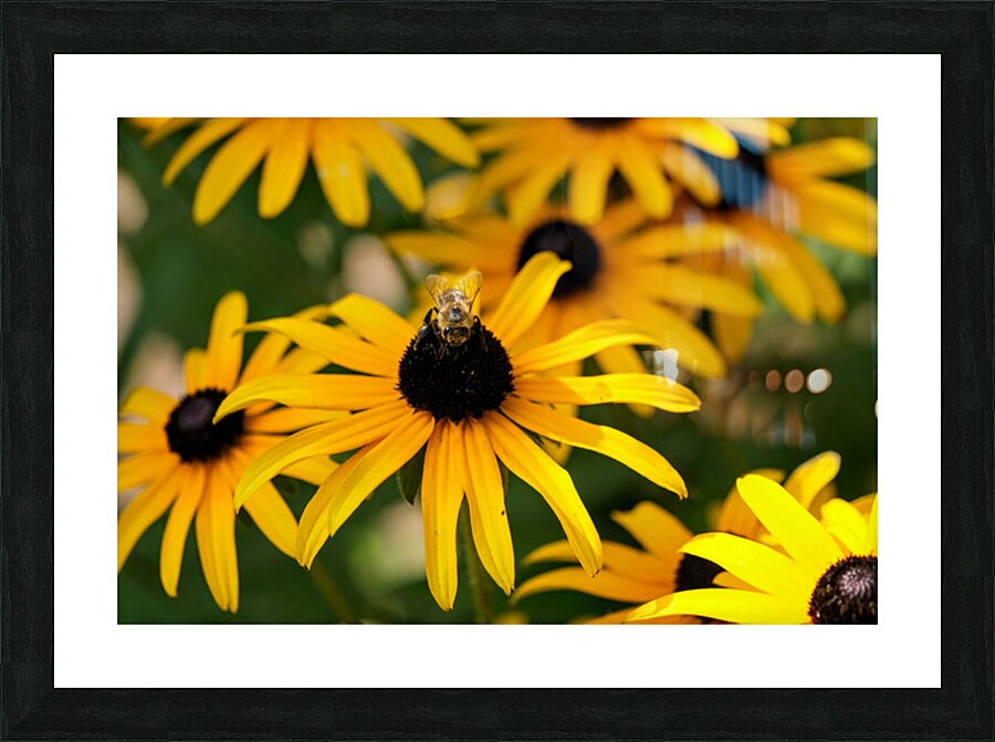 Bee One with Black-Eyed Susan Picture Frame print