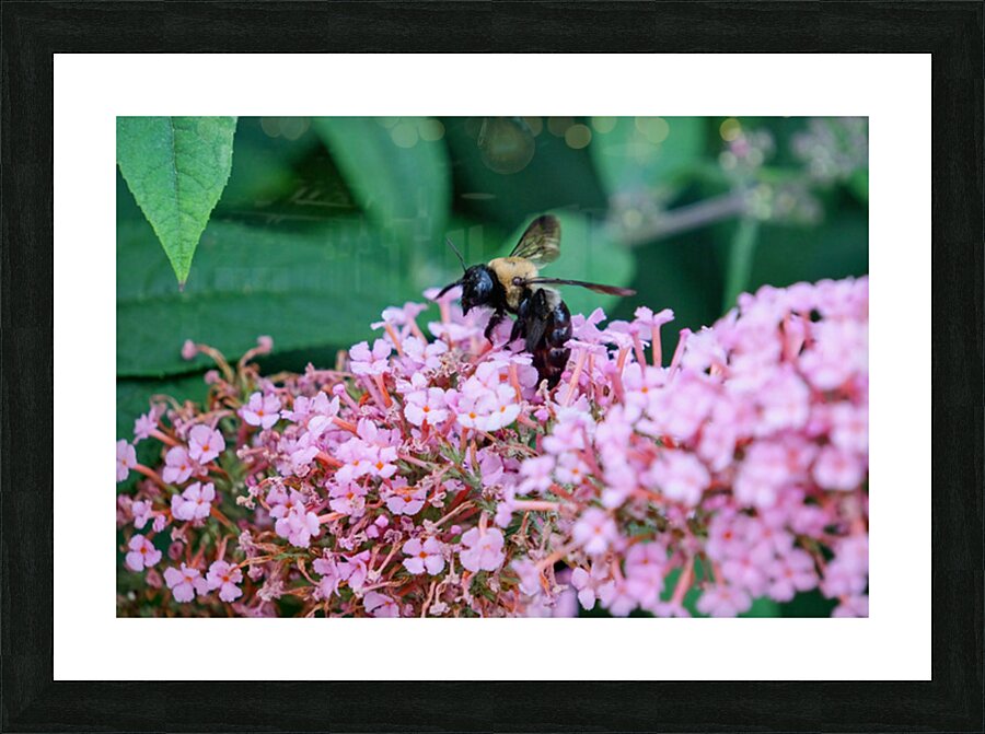 Just Bee Still In Fields of Pink Picture Frame print
