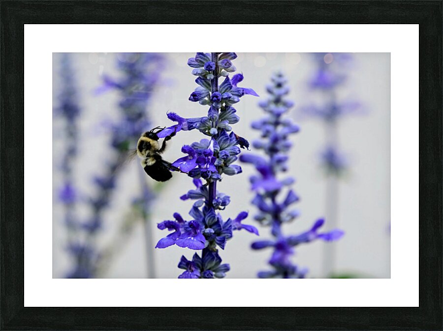 Lavender Towers and the Bee Impression et Cadre photo