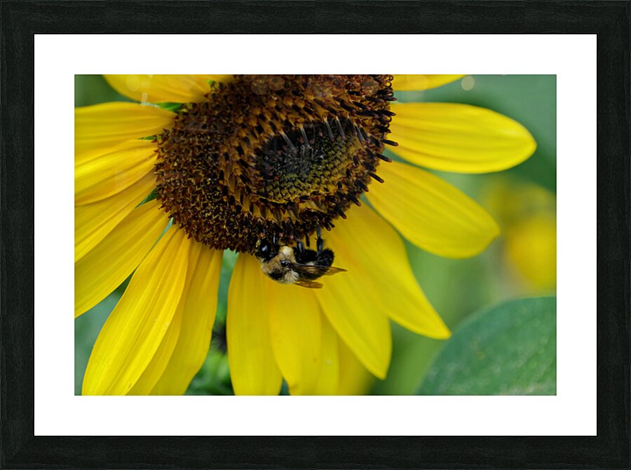 Bee Under the Sunflower:  The Architect of Harvest Picture Frame print