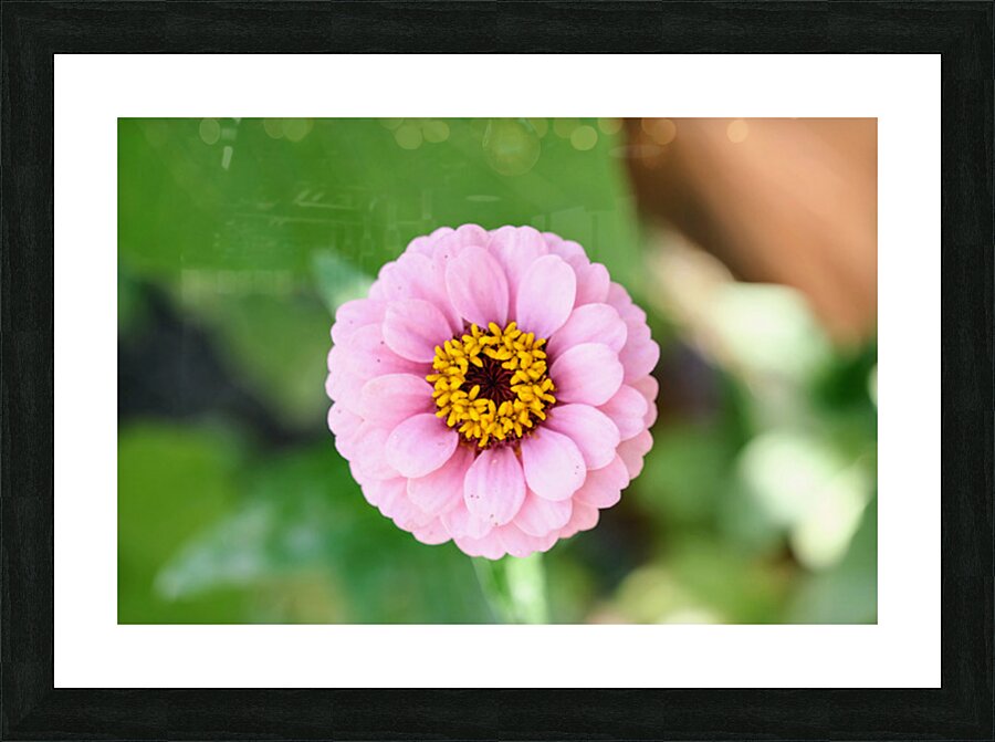 Pretty in Pink Zinnia:  Soft Celestial from Earth’s Garden Picture Frame print