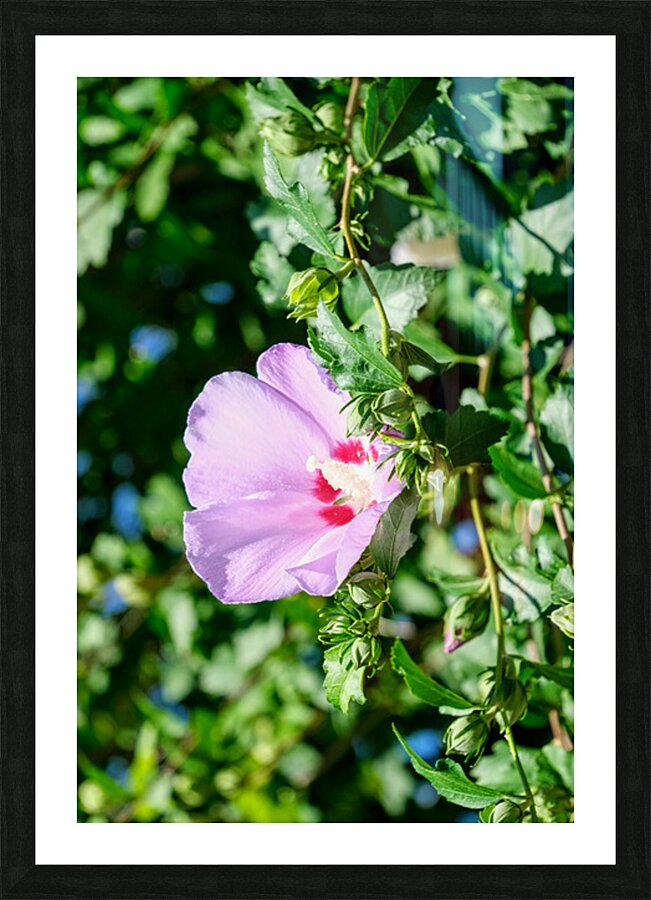 A Hibiscus Glimpse into Nature’s Heartbeat Picture Frame print