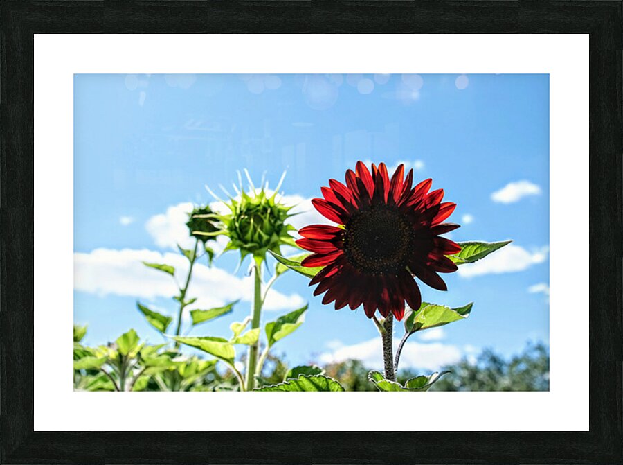 Bloom of the Dark Sun Flower Picture Frame print