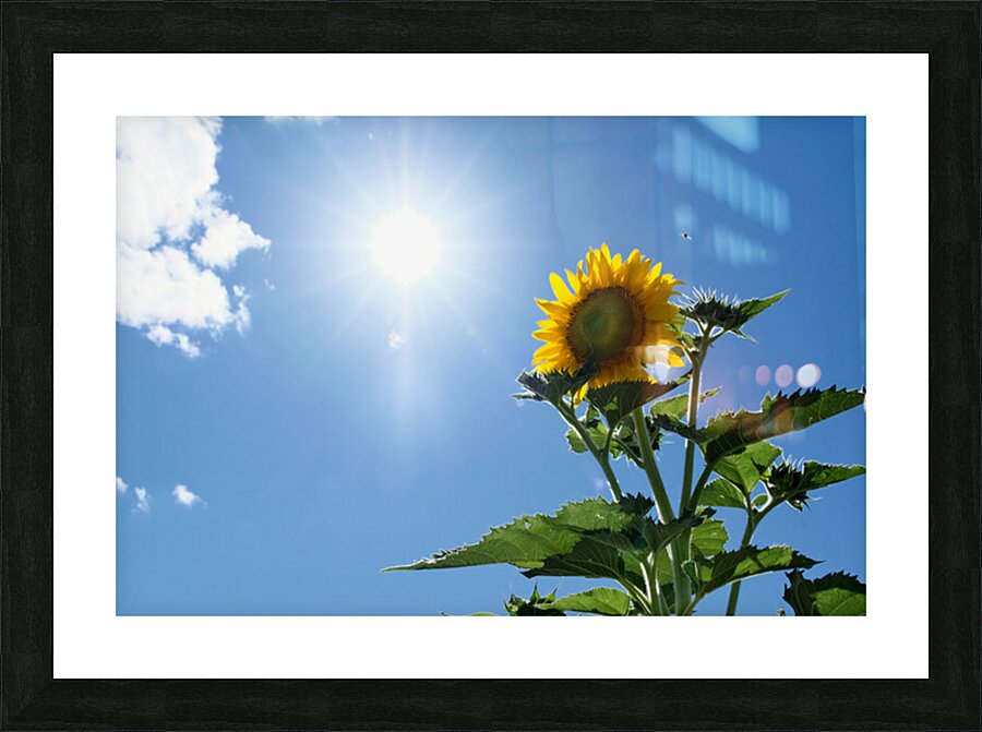 Skyward Confession: A Sunflower’s Secret Picture Frame print
