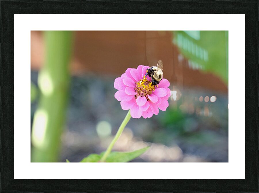 The Quiet Provider: Portrait of Pollination Impression et Cadre photo