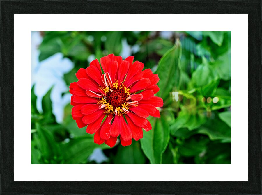 A Zinnia in Meditative Bloom Picture Frame print