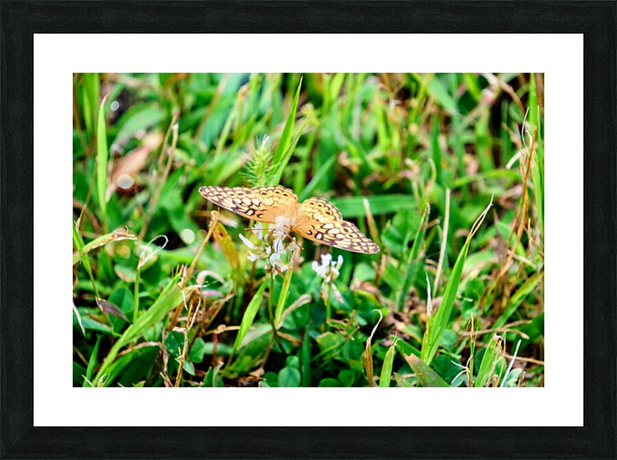 Buttery Butterfly as Omen of Calm Picture Frame print