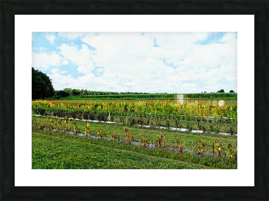 The Silent Pulse of Cultivation Picture Frame print