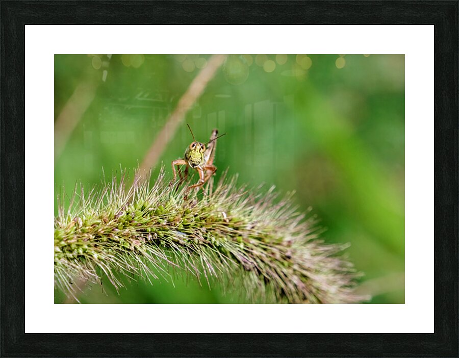 Smiling Happy Hopper on the Wild Silk Spine Picture Frame print