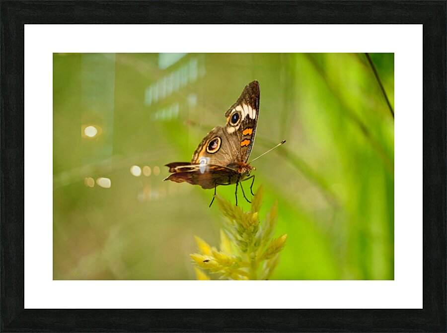 Buckeye Butterfly: Nature’s Tiny Oracle Picture Frame print