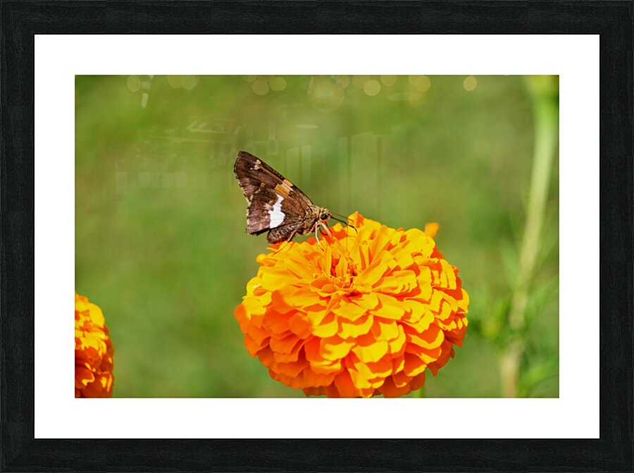 Marigold Thrones and Winged Kings Picture Frame print
