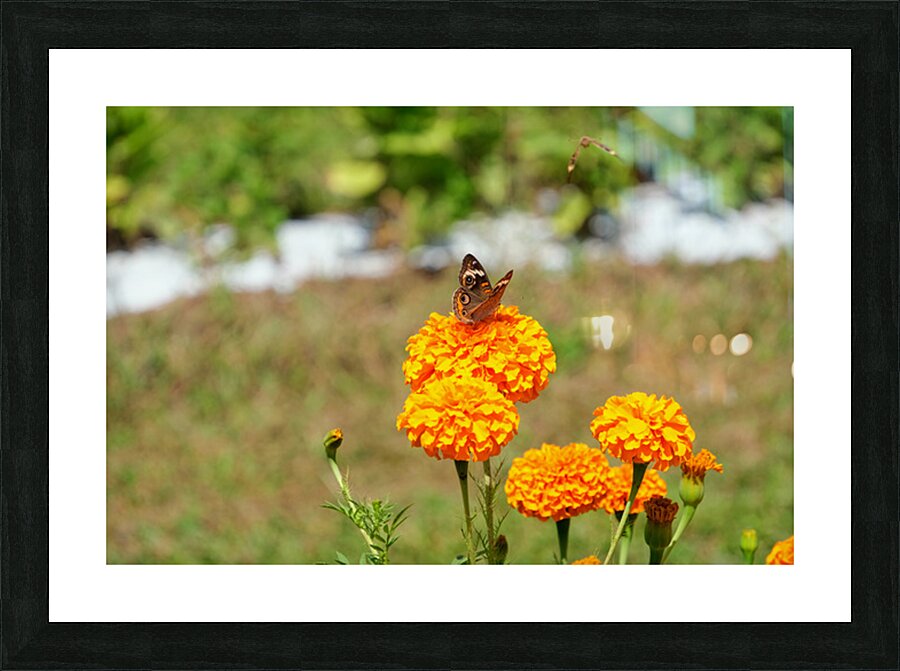 A Butterfly’s Pause Amid Sunfire Blooms Impression et Cadre photo