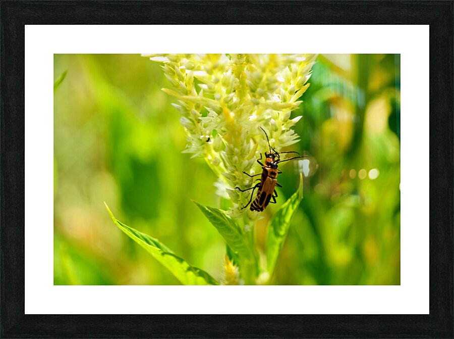 The Daylight Firefly: Guardian of the Green Flame Picture Frame print