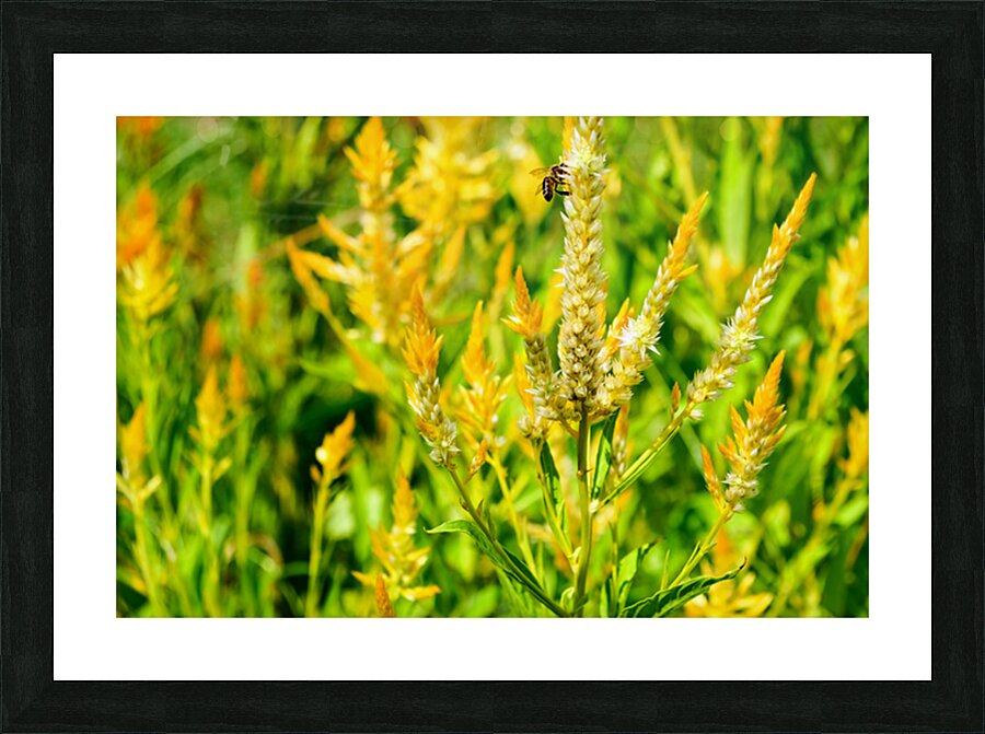 Yellow Wool Flower: Fields of Fire and Flight Picture Frame print