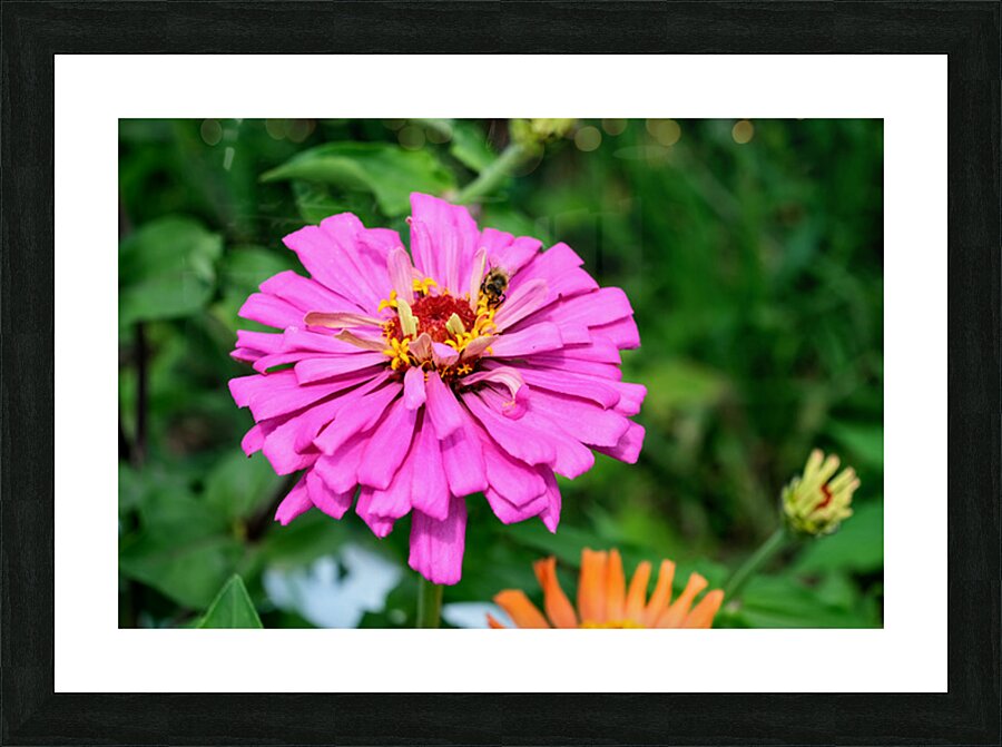 Buzzing Secrets of a Summer Queen Picture Frame print