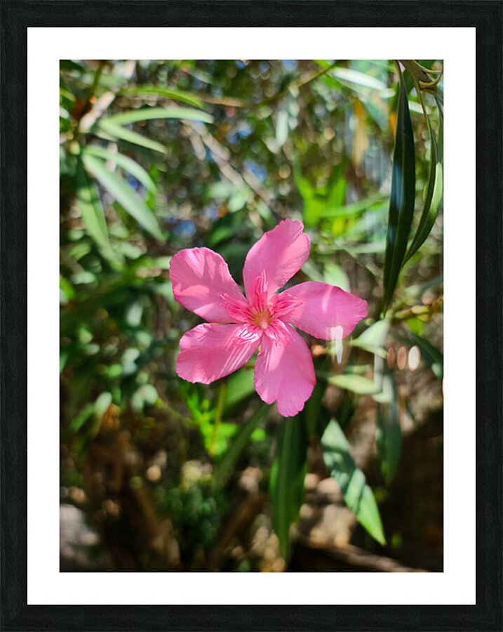 Sun-Kissed Solitude Picture Frame print