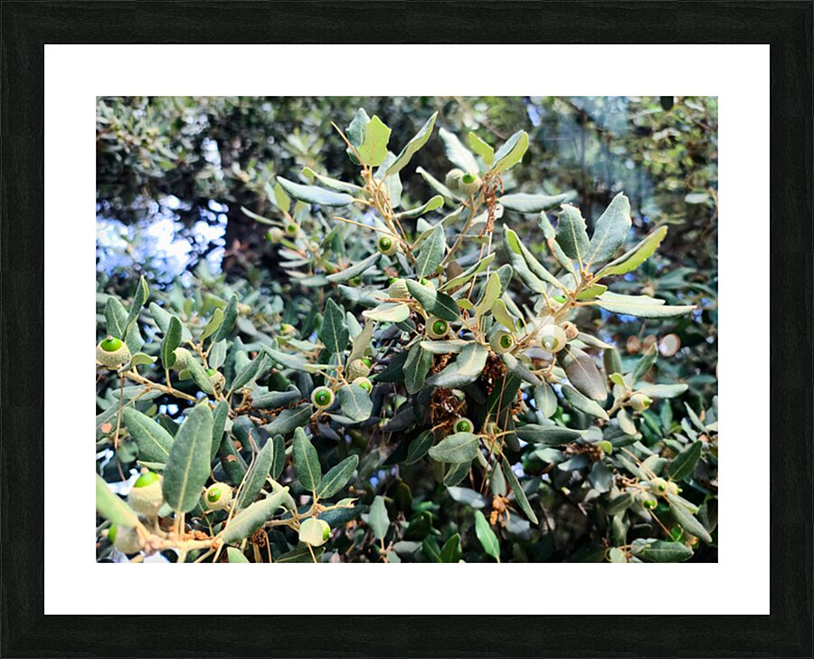 Acorn Awakening Impression et Cadre photo