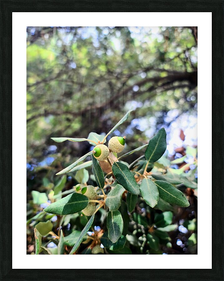 Nature’s Little Lanterns: A Hidden Symphony of Light and Green Impression et Cadre photo