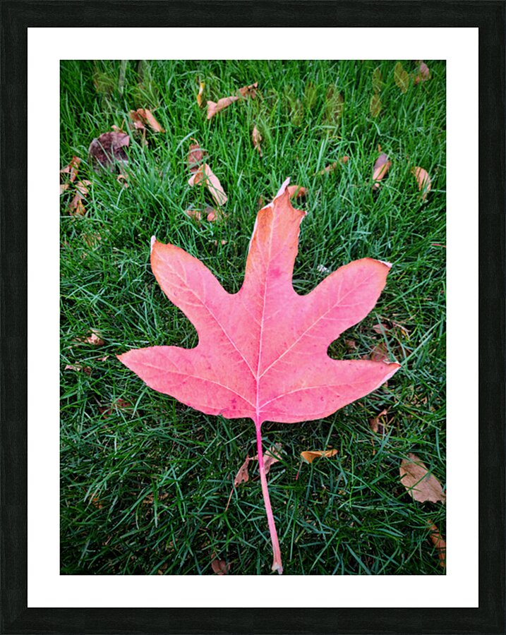 Leaf Me on the Grass Picture Frame print