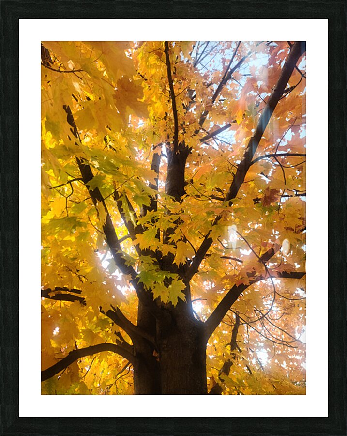 Golden Hour Tree Time: Crowned by Fall Picture Frame print