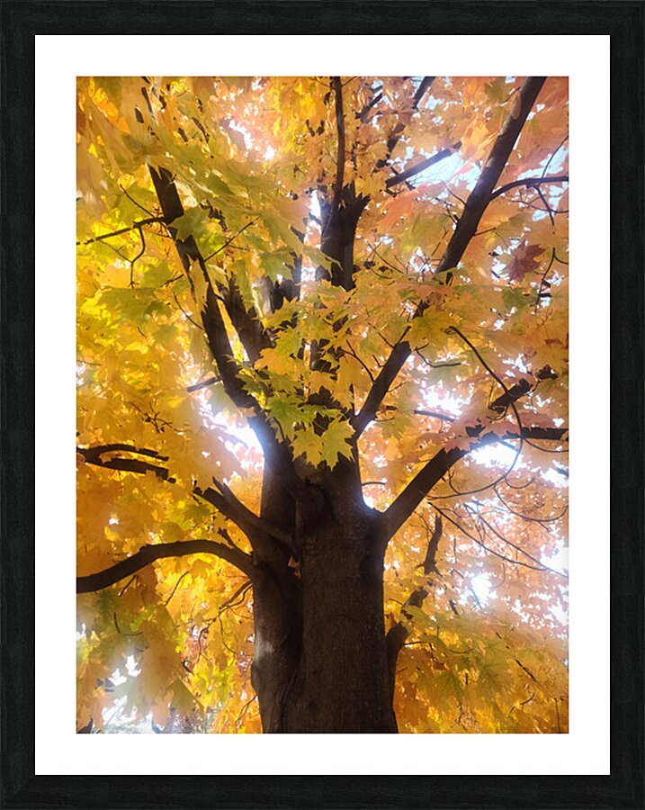 Golden Hour Tree Time 1A  Picture Frame print