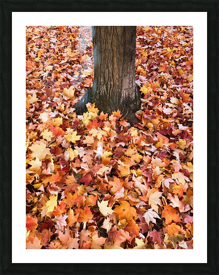 Leaves Me Stumped 1A Picture Frame print