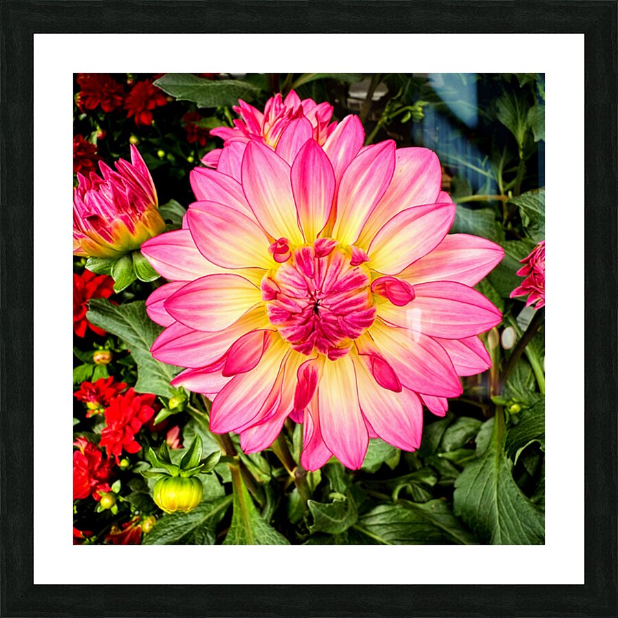 Petal Prism: Nature’s Geometry Impression et Cadre photo