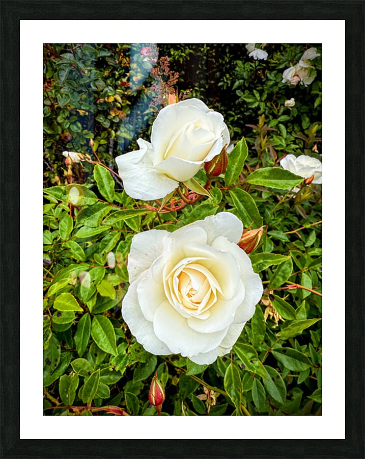 White Rose: Porcelain Breeze Picture Frame print