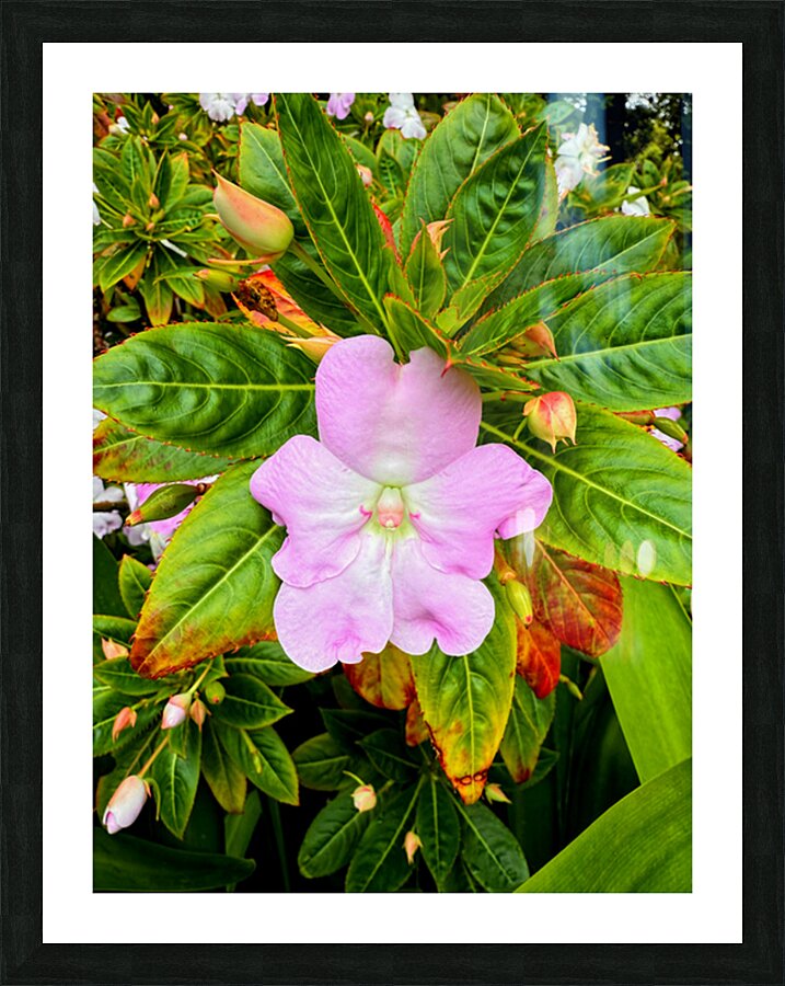 Impatiens: Soliloquy in Pink Picture Frame print