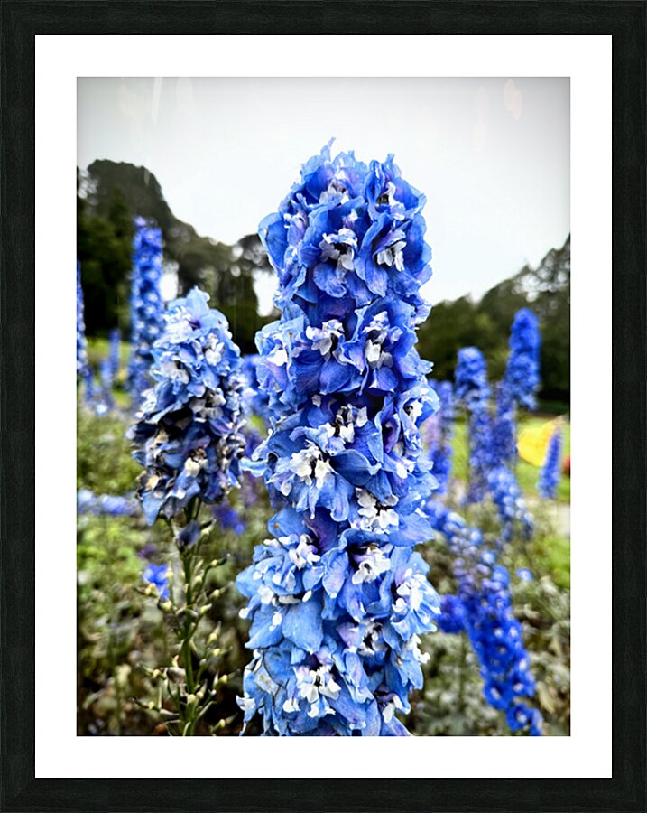 Blue Spire in Bloomstorm: Larkspur Picture Frame print