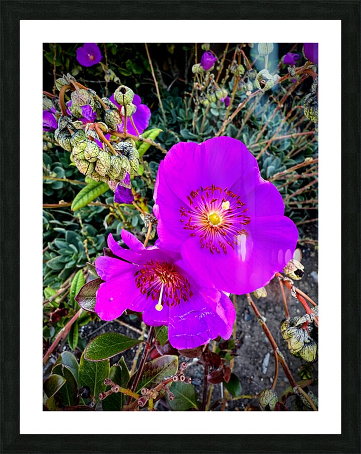 Rock Purslane: Pulse of the Desert Bloom Picture Frame print