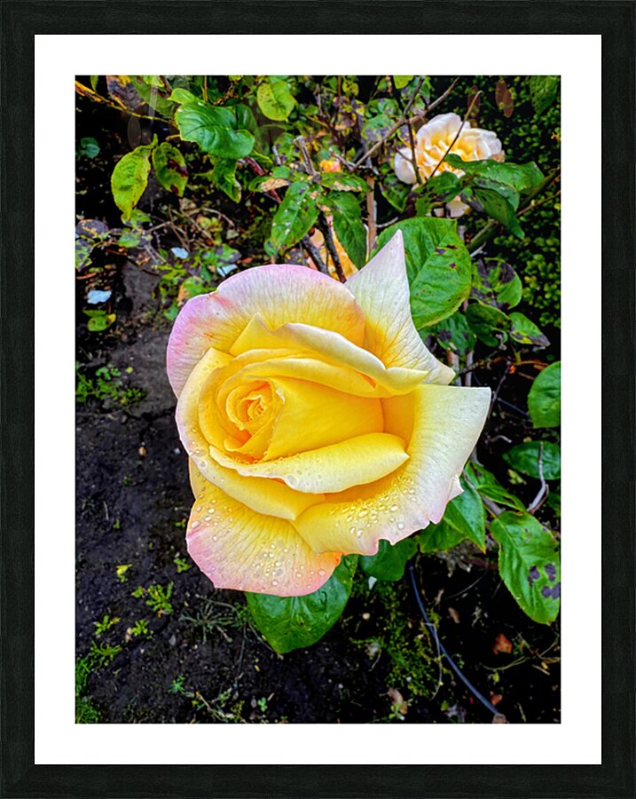 Yellow Rose: Velvet Helix Picture Frame print