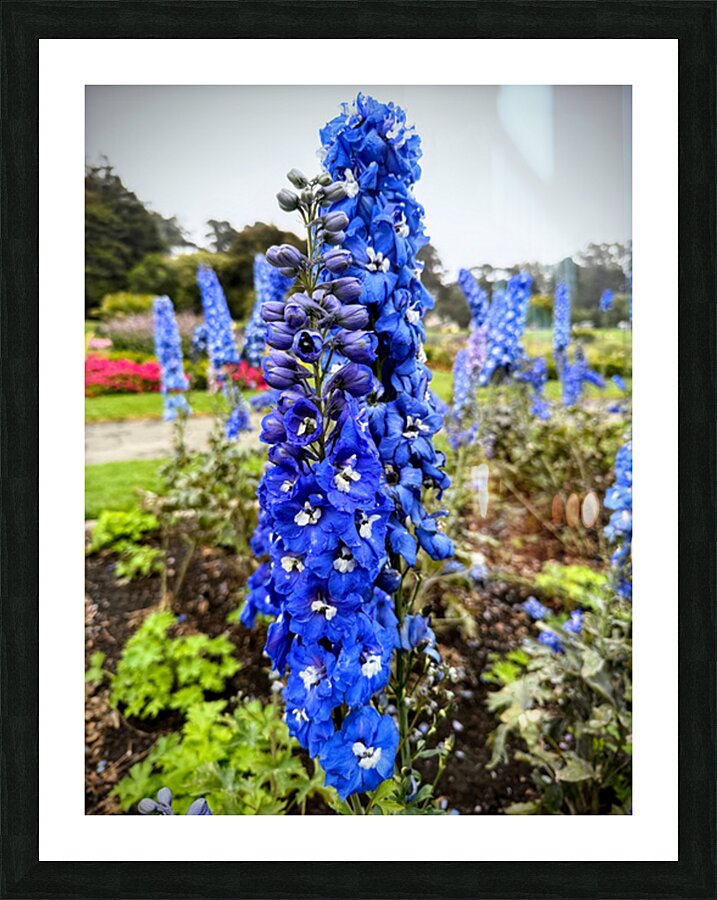 Larkspur: Midnight Choir of the Garden Realm Picture Frame print