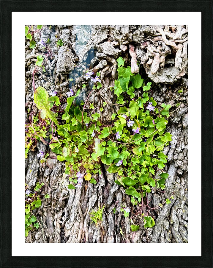  Ivy-leaved Toadflax: A Green Defiance Picture Frame print
