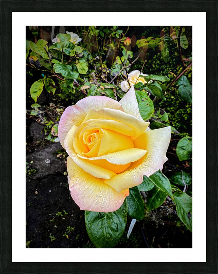 Alchemy in Bloom Picture Frame print