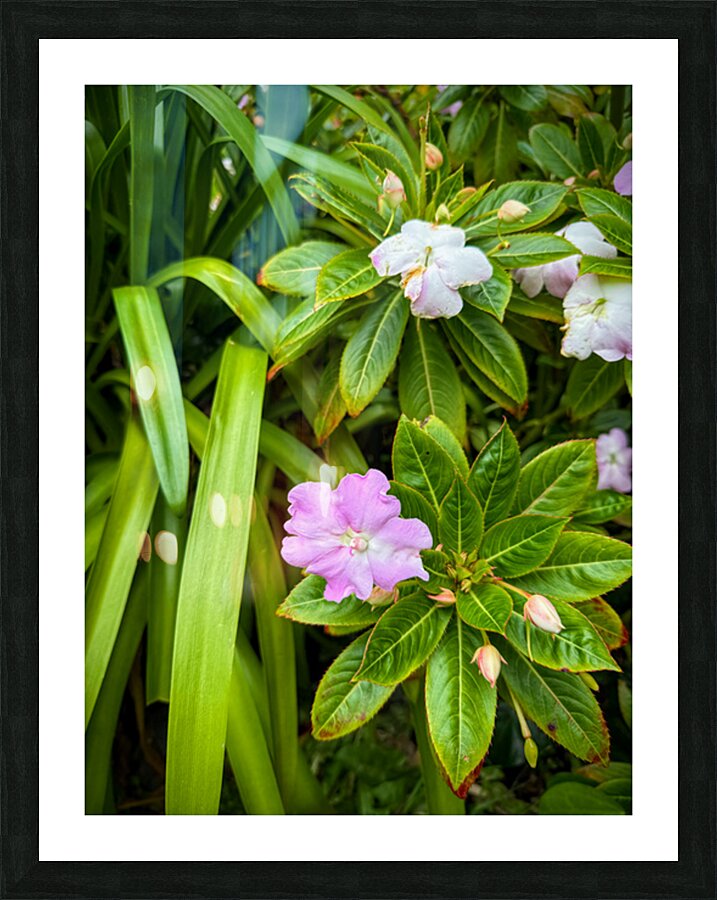 Green Rhythm Pink Pause Impression et Cadre photo