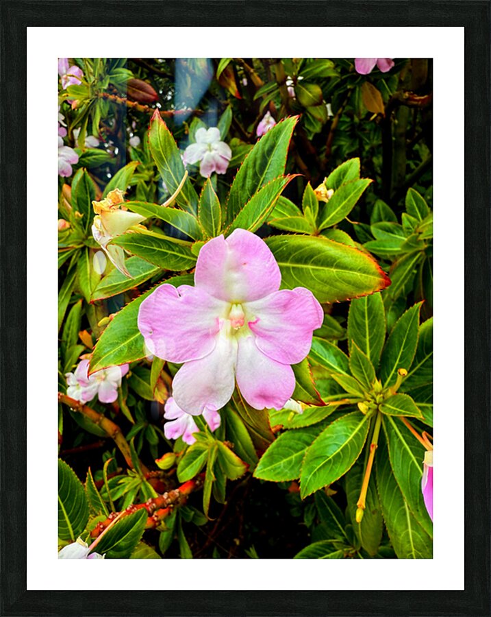Impatiens: One Quiet Bloom Picture Frame print