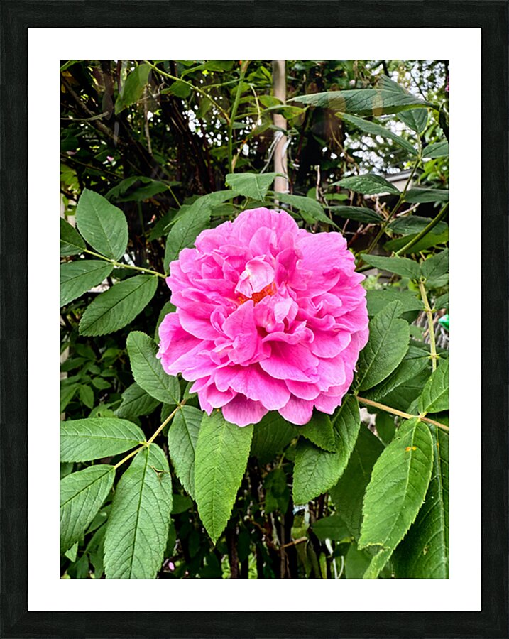 Wild Grace: The Rugosa Bloom Impression et Cadre photo