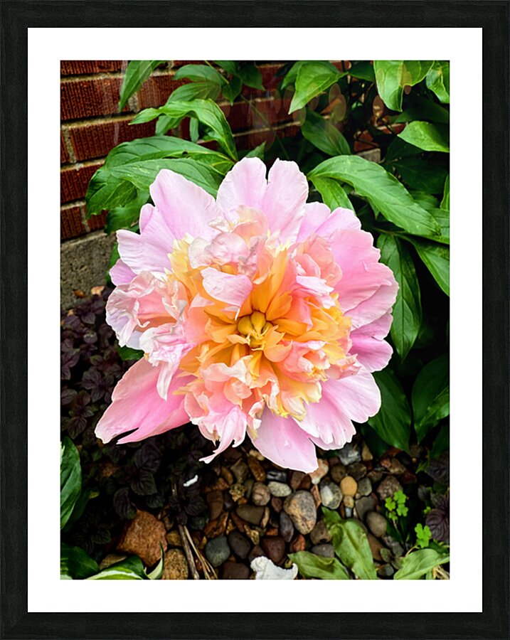 Raspberry Sundae: The Painter’s Peony Picture Frame print
