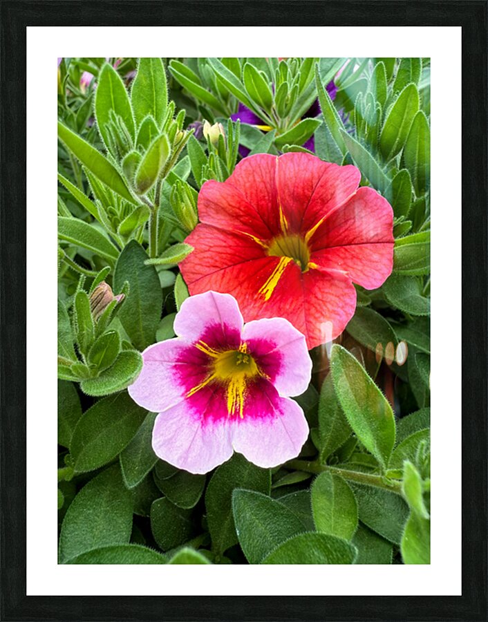 Duet in Full Color Picture Frame print