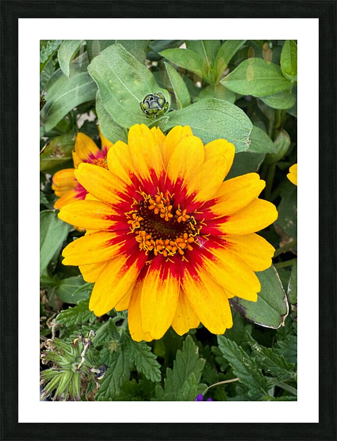 Solflare Echo Picture Frame print